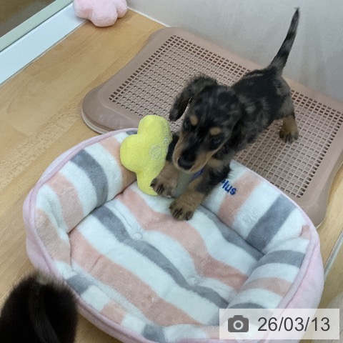 ミニチュア・ダックスフンドの写真