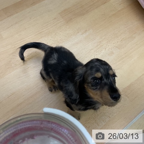 ミニチュア・ダックスフンドの写真