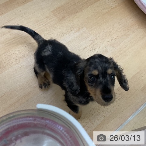 ミニチュア・ダックスフンドの写真