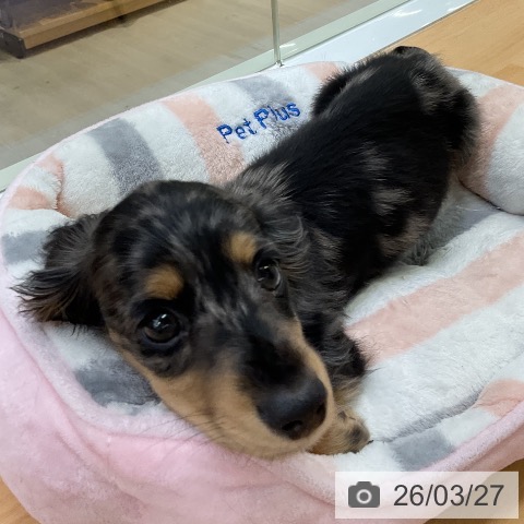 福岡県のミニチュアダックスフンド(ロング) (ペットプラス 福岡店/2026年1月5日生まれ/男の子/シルバーダップル)の子犬の4枚目の画像