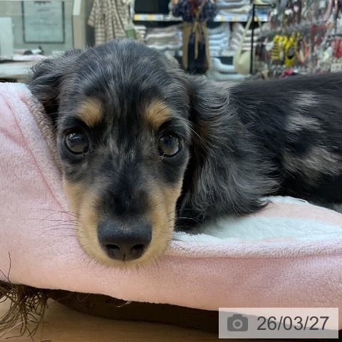 福岡県のミニチュアダックスフンド(ロング) (ペットプラス 福岡店/2026年1月5日生まれ/男の子/シルバーダップル)の子犬の3枚目の画像