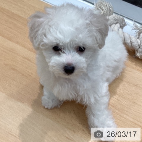 熊本県のビションフリーゼ (ペットプラス 熊本店/2026年1月10日生まれ/女の子/ホワイト)の子犬の4枚目の画像