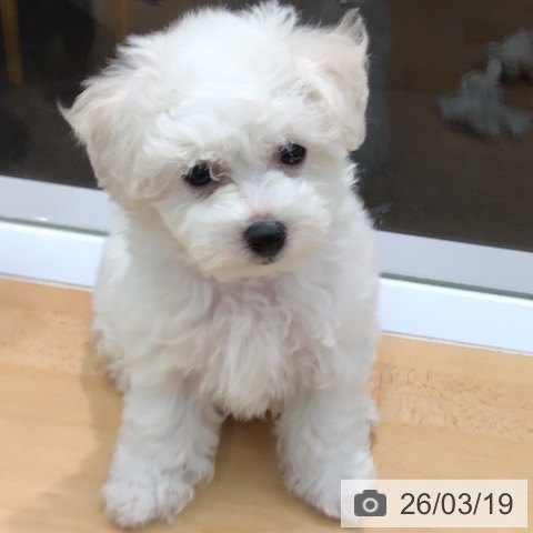 熊本県のビションフリーゼ (ペットプラス 熊本店/2026年1月10日生まれ/女の子/ホワイト)の子犬の3枚目の画像