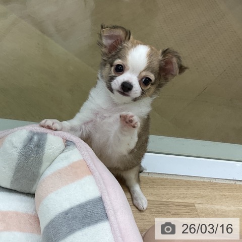 愛知県のチワワ(ロング) (ペットプラス mozoワンダーシティ店/2026年1月9日生まれ/男の子/セーブルホワイト)の子犬の4枚目の画像