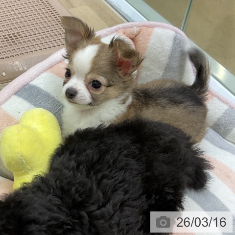愛知県のチワワ(ロング) (ペットプラス mozoワンダーシティ店/2026年1月9日生まれ/男の子/セーブルホワイト)の子犬の3枚目の画像