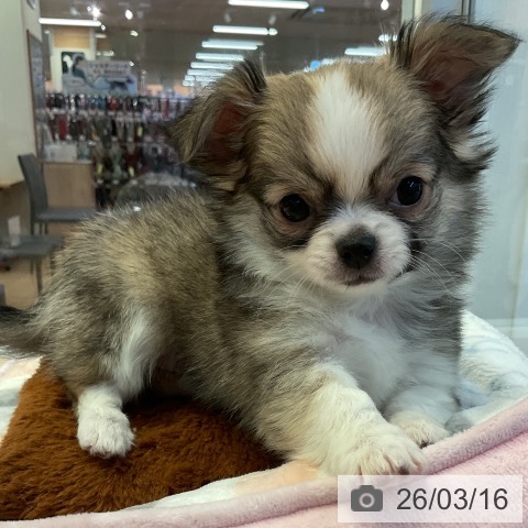 愛知県のチワワ(ロング) (ペットプラス 岡崎店/2026年1月9日生まれ/女の子/セーブルホワイト)の子犬の3枚目の画像