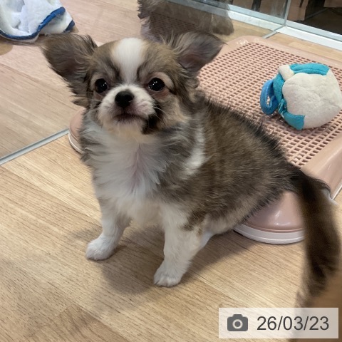 愛知県のチワワ(ロング) (ペットプラス 岡崎店/2026年1月9日生まれ/女の子/セーブルホワイト)の子犬の4枚目の画像