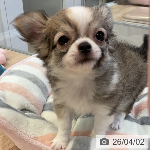 愛知県のチワワ(ロング) (ペットプラス 岡崎店/2026年1月9日生まれ/女の子/セーブルホワイト)の子犬の3枚目の画像