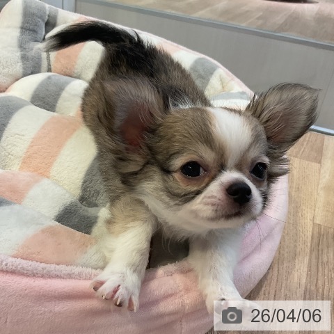 愛知県のチワワ(ロング) (ペットプラス 岡崎店/2026年1月9日生まれ/女の子/セーブルホワイト)の子犬の3枚目の画像