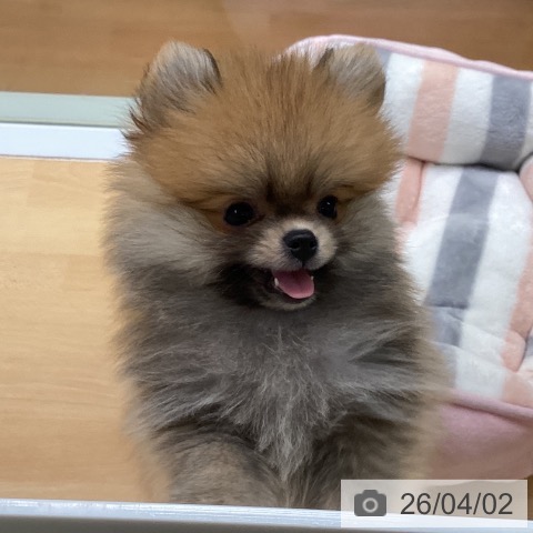 福岡県のポメラニアン (ペットプラス 黒崎店/2026年1月14日生まれ/男の子/オレンジ)の子犬の3枚目の画像