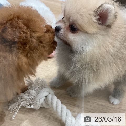 ポメラニアンの写真