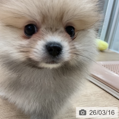 ポメラニアンの写真