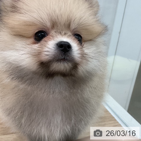 ポメラニアンの写真