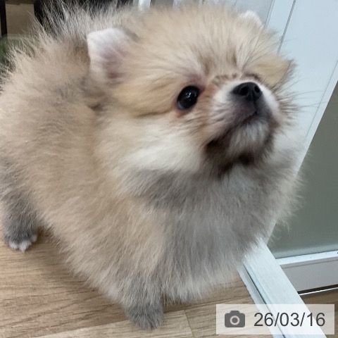 ポメラニアンの写真