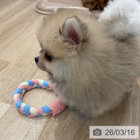 ポメラニアンの写真