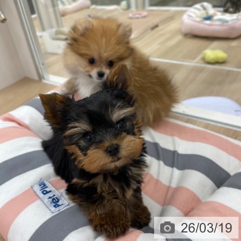 ポメラニアンの写真