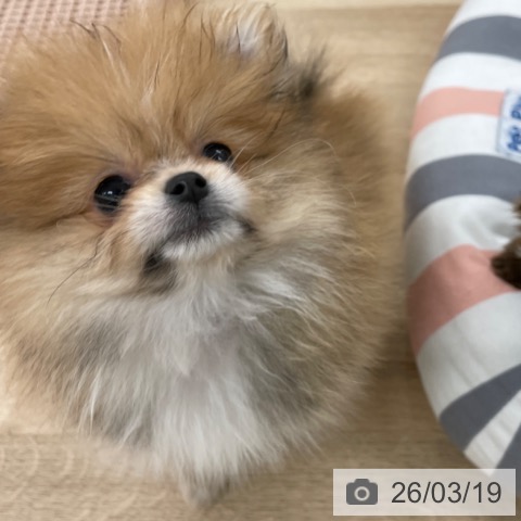 ポメラニアンの写真