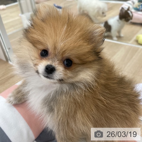 ポメラニアンの写真