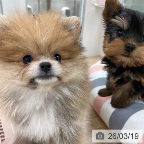 ポメラニアンの写真