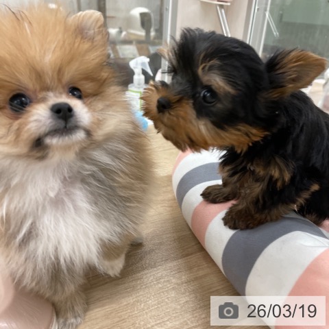 ポメラニアンの写真