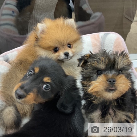 ポメラニアンの写真