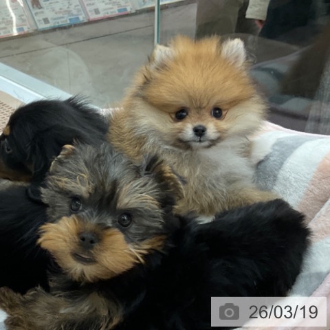 ポメラニアンの写真