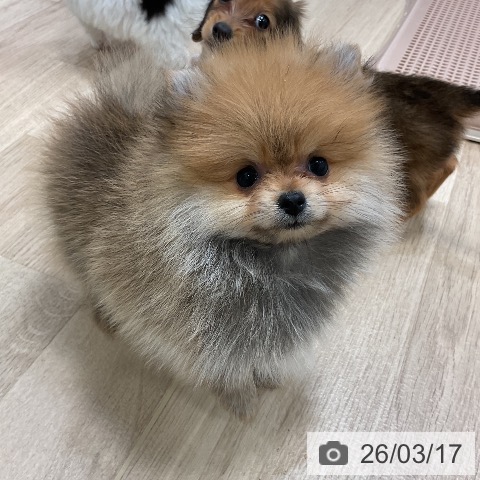 ポメラニアンの写真