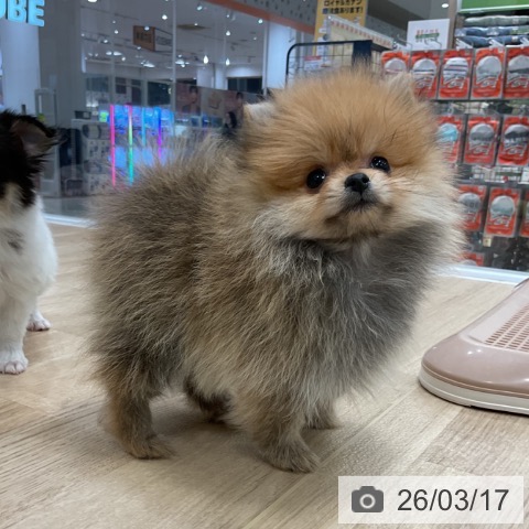 ポメラニアンの写真