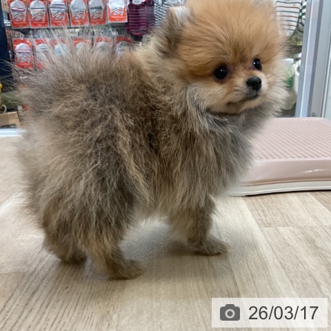 ポメラニアンの写真
