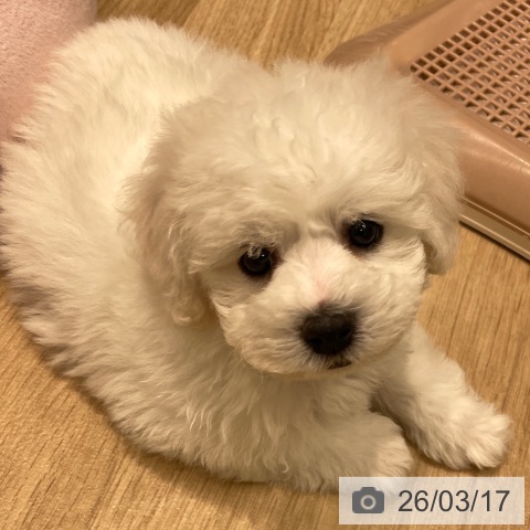 ビション・フリーゼの写真