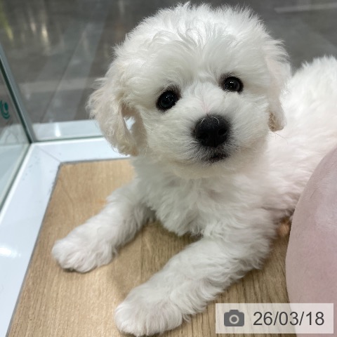 ビション・フリーゼの写真