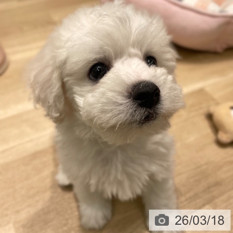 愛知県のビションフリーゼ (ペットプラス 則武新町店/2026年1月13日生まれ/男の子/ホワイト)の子犬の3枚目の画像