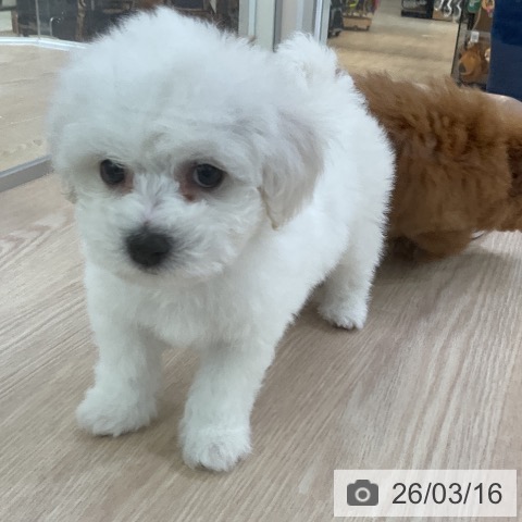 ビション・フリーゼの写真