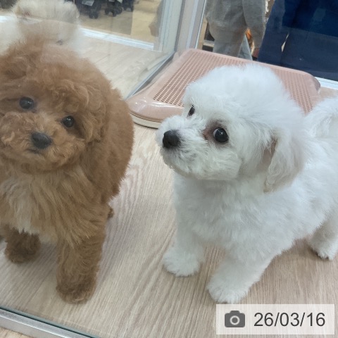 ビション・フリーゼの写真