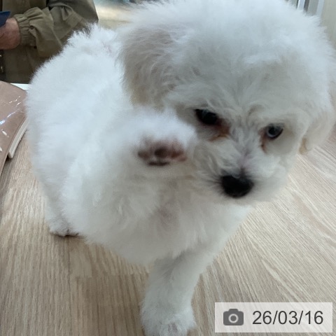 ビション・フリーゼの写真