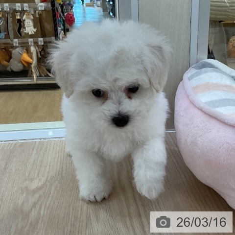 ビション・フリーゼの写真