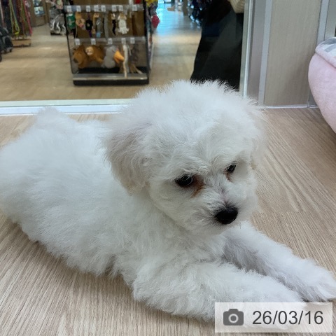 ビション・フリーゼの写真