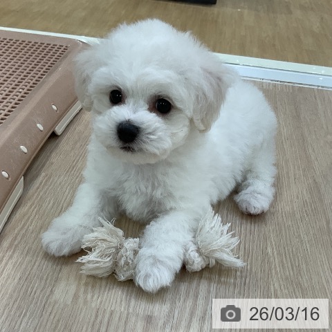 ビション・フリーゼの写真