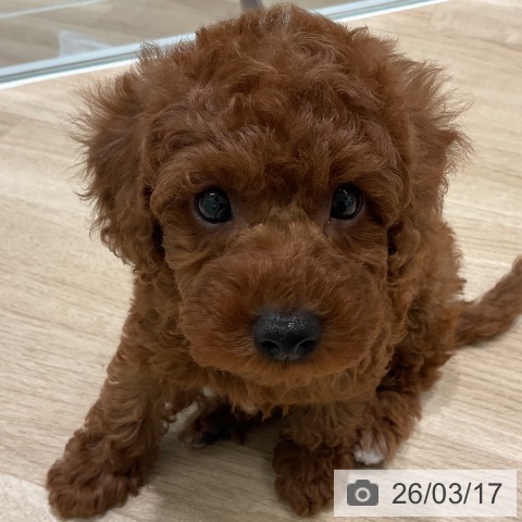 三重県のトイプードル(トイ) (ペットプラス 鈴鹿店/2026年1月11日生まれ/男の子/レッド)の子犬の4枚目の画像