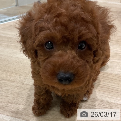 三重県のトイプードル(トイ) (ペットプラス 鈴鹿店/2026年1月11日生まれ/男の子/レッド)の子犬の3枚目の画像