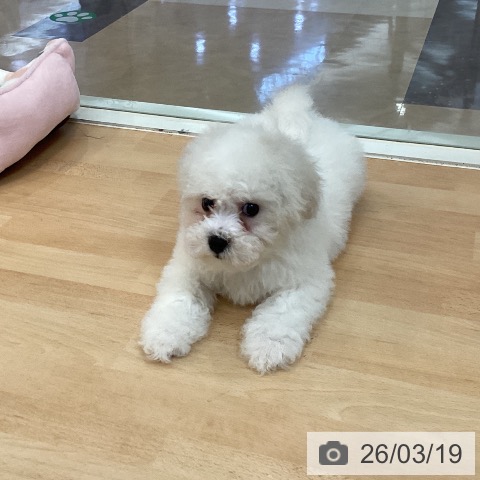 ビション・フリーゼの写真