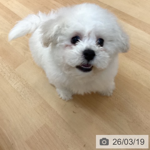 ビション・フリーゼの写真