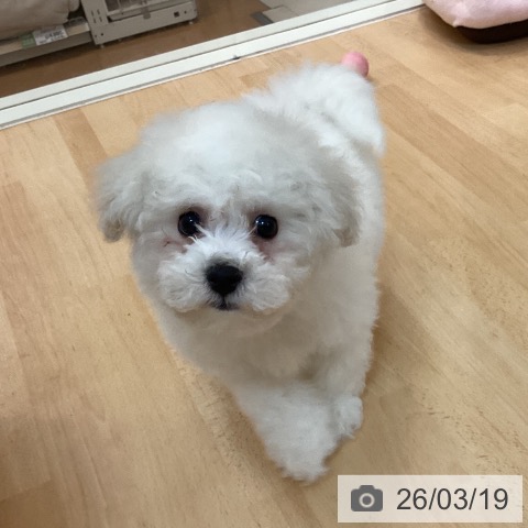 ビション・フリーゼの写真