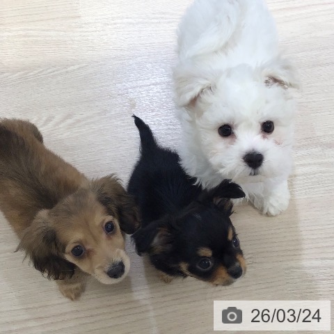 富山県のビションフリーゼ (ペットプラス 高岡店/2026年1月11日生まれ/男の子/ホワイト)の子犬の3枚目の画像