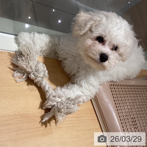 鹿児島県のビションフリーゼ (ペットプラス 姶良店/2026年1月11日生まれ/男の子/ホワイト)の子犬の3枚目の画像