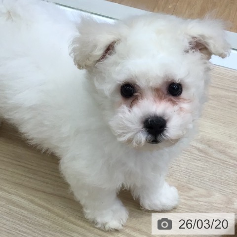 沖縄県のビションフリーゼ (ペットプラス 沖縄ライカム店/2026年1月11日生まれ/女の子/ホワイト)の子犬の3枚目の画像