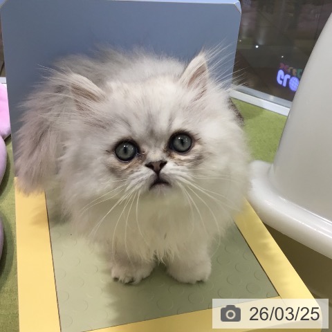 熊本県のペルシャ (ペットプラス 熊本店/2026年1月7日生まれ/男の子/チンチラシルバー)の子猫の3枚目の画像