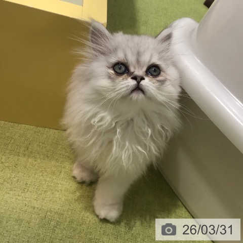 福岡県のペルシャ (ペットプラス 福岡店/2026年1月7日生まれ/男の子/チンチラシルバー)の子猫の4枚目の画像