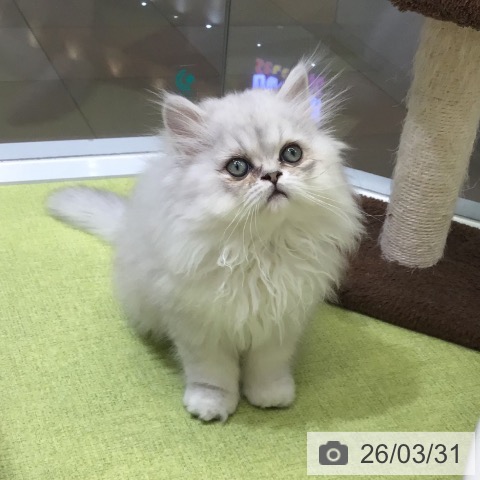 福岡県のペルシャ (ペットプラス 福岡店/2026年1月7日生まれ/男の子/チンチラシルバー)の子猫の3枚目の画像