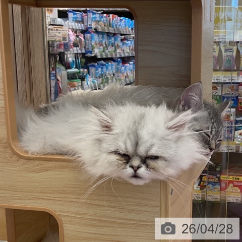 福岡県のペルシャ (ペットプラス 福岡店/2026年1月7日生まれ/男の子/チンチラシルバー)の子猫の3枚目の画像